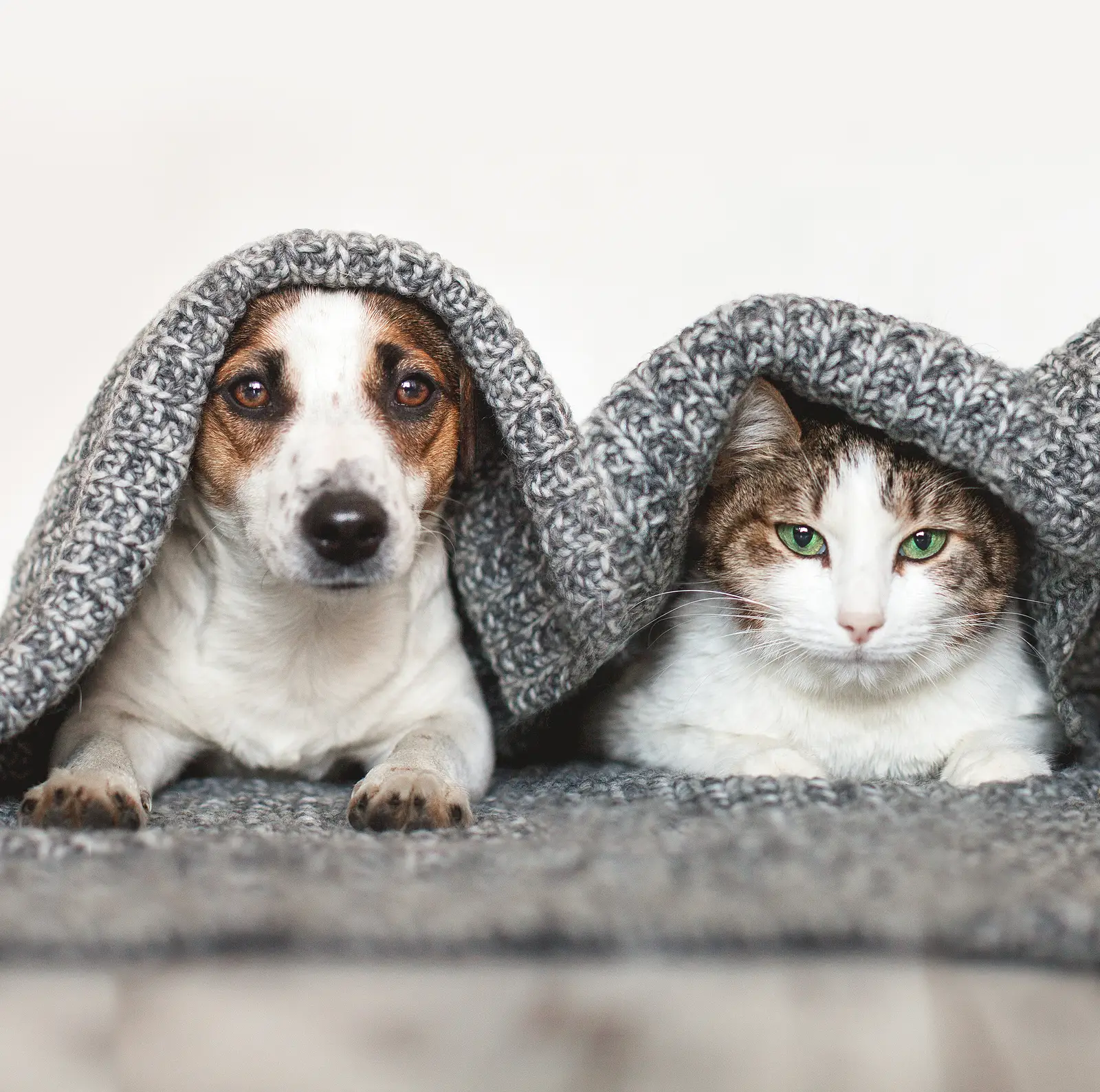 Pets in Rentals: How Bedford Landlords Can Say “Yes” Without Sacrificing Control